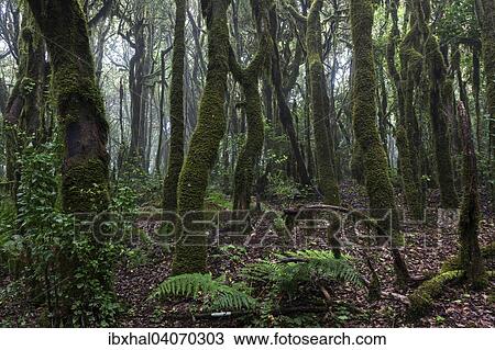"Cloud forest, laurel forest, Garajonay National Park, UNESCO World Heritage Site, La Gomera, Canary Islands, Spain, Europe" View Large Photo Image Stock Image - "Cloud forest, laurel forest, Garajonay National Park, UNESCO World Heritage Site, La Gomera, Canary Islands, Spain, Europe". Fotosearch