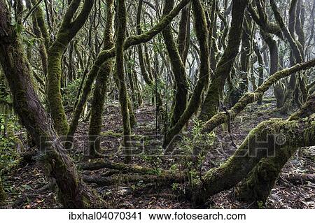 "Cloud forest, laurel forest, Garajonay National Park, UNESCO World Heritage Site, La Gomera, Canary Islands, Spain, Europe" View Large Photo Image Stock Image - "Cloud forest, laurel forest, Garajonay National Park, UNESCO World Heritage Site, La Gomera, Canary Islands, Spain, Europe". Fotosearch