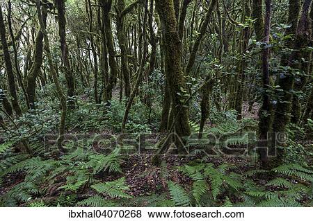 "Cloud forest, laurel forest, Garajonay National Park, UNESCO World Heritage Site, La Gomera, Canary Islands, Spain, Europe" View Large Photo Image Stock Photo - "Cloud forest, laurel forest, Garajonay National Park, UNESCO World Heritage Site, La Gomera, Canary Islands, Spain, Europe". Fotosearch