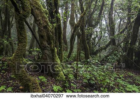 "Cloud forest, laurel forest, Garajonay National Park, UNESCO World Heritage Site, La Gomera, Canary Islands, Spain, Europe" View Large Photo Image Stock Photo - "Cloud forest, laurel forest, Garajonay National Park, UNESCO World Heritage Site, La Gomera, Canary Islands, Spain, Europe". Fotosearch