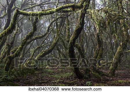 "Cloud forest, laurel forest, Garajonay National Park, UNESCO World Heritage Site, La Gomera, Canary Islands, Spain, Europe" View Large Photo Image Stock Photo - "Cloud forest, laurel forest, Garajonay National Park, UNESCO World Heritage Site, La Gomera, Canary Islands, Spain, Europe". Fotosearch