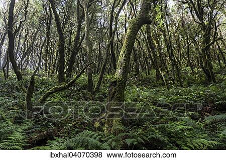 "Cloud forest, laurel forest, Garajonay National Park, UNESCO World Heritage Site, La Gomera, Canary Islands, Spain, Europe" View Large Photo Image Stock Photo - "Cloud forest, laurel forest, Garajonay National Park, UNESCO World Heritage Site, La Gomera, Canary Islands, Spain, Europe". Fotosearch