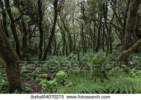 "Cloud forest, laurel forest, Garajonay National Park, UNESCO World Heritage Site, La Gomera, Canary Islands, Spain, Europe" View Large Photo Image Stock Photography - "Cloud forest, laurel forest, Garajonay National Park, UNESCO World Heritage Site, La Gomera, Canary Islands, Spain, Europe". Fotosearch