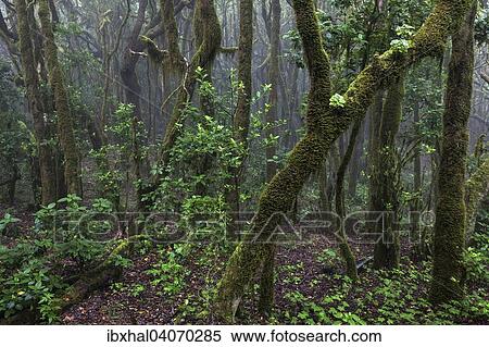 "Cloud forest, laurel forest, Garajonay National Park, UNESCO World Heritage Site, La Gomera, Canary Islands, Spain, Europe" View Large Photo Image Stock Photography - "Cloud forest, laurel forest, Garajonay National Park, UNESCO World Heritage Site, La Gomera, Canary Islands, Spain, Europe". Fotosearch