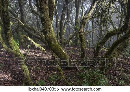 "Cloud forest, laurel forest, Garajonay National Park, UNESCO World Heritage Site, La Gomera, Canary Islands, Spain, Europe" View Large Photo Image Stock Photography - "Cloud forest, laurel forest, Garajonay National Park, UNESCO World Heritage Site, La Gomera, Canary Islands, Spain, Europe". Fotosearch
