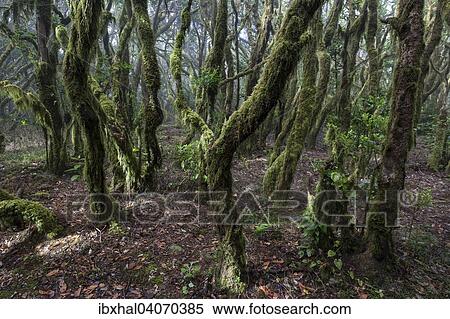 "Cloud forest, laurel forest, Garajonay National Park, UNESCO World Heritage Site, La Gomera, Canary Islands, Spain, Europe" View Large Photo Image Stock Photography - "Cloud forest, laurel forest, Garajonay National Park, UNESCO World Heritage Site, La Gomera, Canary Islands, Spain, Europe". Fotosearch
