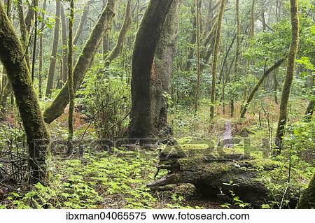 "Cloud forest, laurel forest, Garajonay National Park, La Gomera, Canary Islands, Spain, Europe" View Large Photo Image Stock Photography - "Cloud forest, laurel forest, Garajonay National Park, La Gomera, Canary Islands, Spain, Europe". Fotosearch