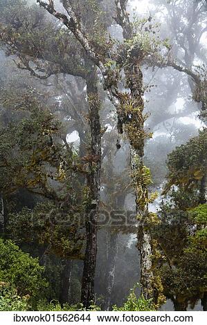 Picture - "Cloud forest, rainforest at Cerro de la muerte, Costa Rica, Central America, North America". Fotosearch