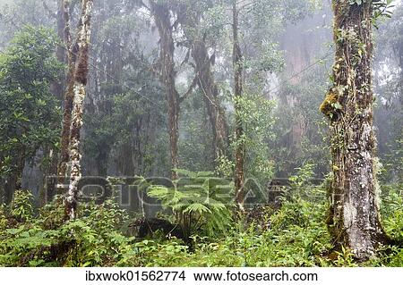 "Cloud forest, rainforest at Cerro de la muerte, Costa Rica, Central America, North America" View Large Photo Image Picture - "Cloud forest, rainforest at Cerro de la muerte, Costa Rica, Central America, North America". Fotosearch