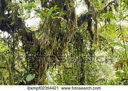 "Cloud forest vegetation, Monteverde, Puntarenas Province, Costa Rica, Central America, North America" View Large Photo Image Stock Image - "Cloud forest vegetation, Monteverde, Puntarenas Province, Costa Rica, Central America, North America". Fotosearch