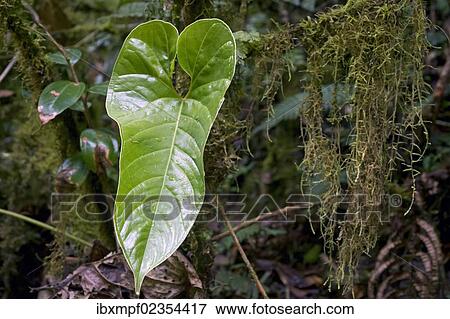 "Cloud forest vegetation with leaf of the flamingo flower (Anthurium ochranthum), San Gerardo de Dota, Province of San Jose, Costa Rica, Central America, North America" View Large Photo Image Stock Photo - "Cloud forest vegetation with leaf of the flamingo flower (Anthurium ochranthum), San Gerardo de Dota, Province of San Jose, Costa Rica, Central America, North America". Fotosearch