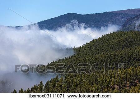 "Cloud-hung forest in the Parque Nacional de las Canadas del Teide, Teide National Park, UNESCO World Natural Heritage Site, Icoro, San Pablo, Tenerife, Canary Islands, Spain, Europe" View Large Photo Image Stock Image - "Cloud-hung forest in the Parque Nacional de las Canadas del Teide, Teide National Park, UNESCO World Natural Heritage Site, Icoro, San Pablo, Tenerife, Canary Islands, Spain, Europe". Fotosearch