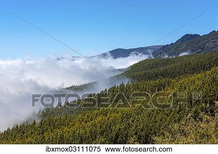 "Cloud-hung forest in the Parque Nacional de las Canadas del Teide, Teide National Park, UNESCO World Natural Heritage Site, Icoro, San Pablo, Tenerife, Canary Islands, Spain, Europe" View Large Photo Image Stock Photography - "Cloud-hung forest in the Parque Nacional de las Canadas del Teide, Teide National Park, UNESCO World Natural Heritage Site, Icoro, San Pablo, Tenerife, Canary Islands, Spain, Europe". Fotosearch