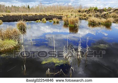 "Cloud reflections at a blackwater peat bog in a flooded peat cutting area, Stammbeckenmoor near Raubling, Alpine Uplands, Bavaria, Germany, Europe" View Large Photo Image Stock Photograph - "Cloud reflections at a blackwater peat bog in a flooded peat cutting area, Stammbeckenmoor near Raubling, Alpine Uplands, Bavaria, Germany, Europe". Fotosearch