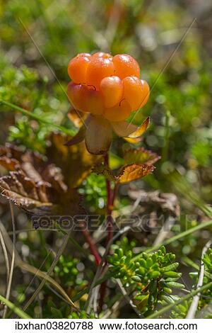 "Cloudberry (Rubus chamaemorus), Troms, Norway, Europe" View Large Photo Image Stock Photo - "Cloudberry (Rubus chamaemorus), Troms, Norway, Europe". Fotosearch