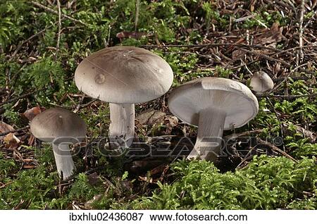 "Clouded agaric (Lepista nebularis) Untergroeningen, Baden-Wuerttemberg, Germany, Europe" View Large Photo Image Stock Photo - "Clouded agaric (Lepista nebularis) Untergroeningen, Baden-Wuerttemberg, Germany, Europe". Fotosearch