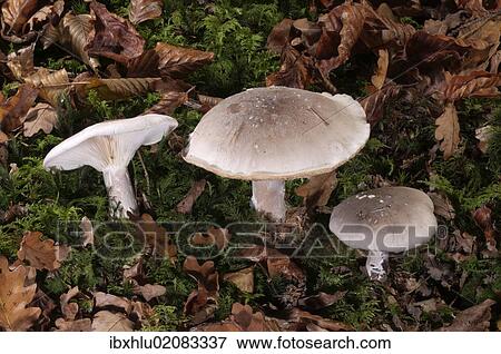 "Clouded Agaric or Cloud Funnel (Clitocybe nebularis), Untergroeningen, Baden-Wuerttemberg, Germany, Europe" View Large Photo Image Stock Photo - "Clouded Agaric or Cloud Funnel (Clitocybe nebularis), Untergroeningen, Baden-Wuerttemberg, Germany, Europe". Fotosearch