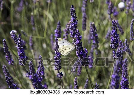 Stock Photography - "Clouded Apollo (Parnassius mnemosyne), butterfly on a lavender flower, Provence, Greoux-les-Bains, Provence-Alpes-Cote d? ÇÖAzur, France, Europe". Fotosearch