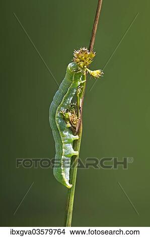 "Clouded Drab (Orthosia incerta), caterpillar, Versoix, Canton of Geneva, Switzerland, Europe" View Large Photo Image Picture - "Clouded Drab (Orthosia incerta), caterpillar, Versoix, Canton of Geneva, Switzerland, Europe". Fotosearch