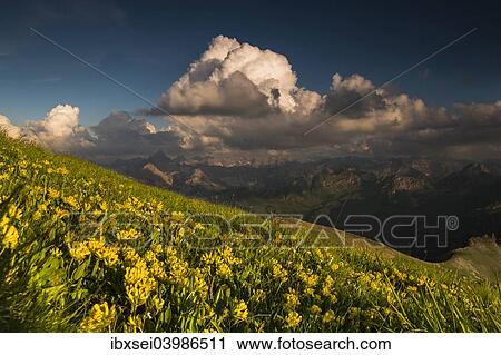 "Clouds above the Allgau Alps with flower meadow, Oberstdorf, Bavaria, Germany, Europe" View Large Photo Image Stock Image - "Clouds above the Allgau Alps with flower meadow, Oberstdorf, Bavaria, Germany, Europe". Fotosearch