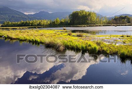 "Clouds being reflected in a bog pond, a drying up flooded former peat mine, Nickelheim, Koller Filze, prealpine lands, Bavaria, Germany, Europe" View Large Photo Image Stock Photo - "Clouds being reflected in a bog pond, a drying up flooded former peat mine, Nickelheim, Koller Filze, prealpine lands, Bavaria, Germany, Europe". Fotosearch