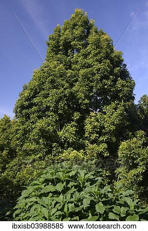 Stock Photography - "Clove Tree (Syzygium aromaticum), Bali, Indonesia, Asia". Fotosearch