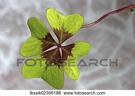 "Clover, trefoil (Trifolium), close-up, lucky charm" View Large Photo Image Stock Photo - "Clover, trefoil (Trifolium), close-up, lucky charm". Fotosearch