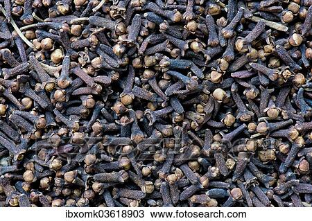 "Cloves, Kerala, India, Asia" View Large Photo Image Stock Image - "Cloves, Kerala, India, Asia". Fotosearch