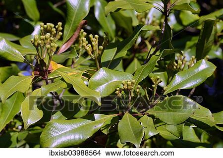 "Cloves on a Clove Tree (Syzygium aromaticum), Bali, Indonesia, Asia" View Large Photo Image Picture - "Cloves on a Clove Tree (Syzygium aromaticum), Bali, Indonesia, Asia". Fotosearch