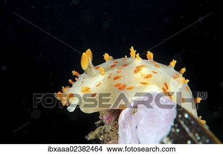 "Clown Nudibranch (Triopha catalinae), Japan Sea, Primorsky Krai, Russian Federation, Far East" View Large Photo Image Picture - "Clown Nudibranch (Triopha catalinae), Japan Sea, Primorsky Krai, Russian Federation, Far East". Fotosearch