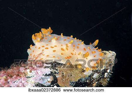 Stock Photograph - "Clown Nudibranch (Triopha catalinae, Triopha pasifica), Japan Sea, Far East, Primorsky Krai, Russian Federation". Fotosearch