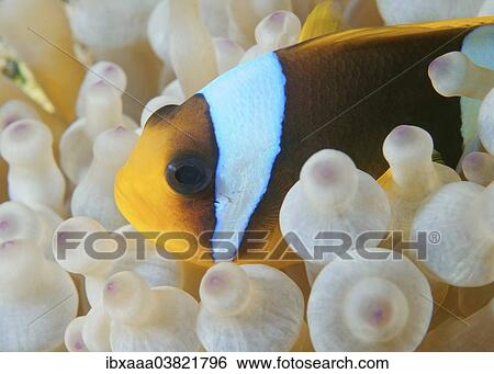 Stock Photograph - "Clownfish or Twoband Anemonefish (Amphiprion bicinctus), Red Sea, Egypt, Africa". Fotosearch