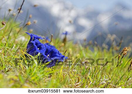 "Clusius' gentian (Gentiana clusii), Garmisch-Partenkirchen District, Upper Bavaria, Bavaria, Germany, Europe" View Large Photo Image Stock Image - "Clusius' gentian (Gentiana clusii), Garmisch-Partenkirchen District, Upper Bavaria, Bavaria, Germany, Europe". Fotosearch
