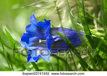 "Clusius Gentian (Gentiana clusii), Swiss Alps, Switzerland, Europe" View Large Photo Image Stock Photography - "Clusius Gentian (Gentiana clusii), Swiss Alps, Switzerland, Europe". Fotosearch