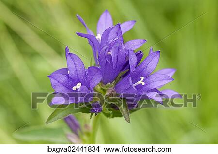 Clustered Bellflower or Dane's Blood (Campanula glomerata) View Large Photo Image Picture - Clustered Bellflower or Dane's Blood (Campanula glomerata). Fotosearch