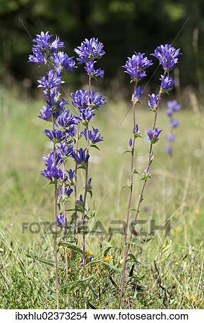 Picture - "Clustered bellflower or Dane's blood (Campanula glomerata), Neresheim, Baden-Wuerttemberg, Germany, Europe". Fotosearch