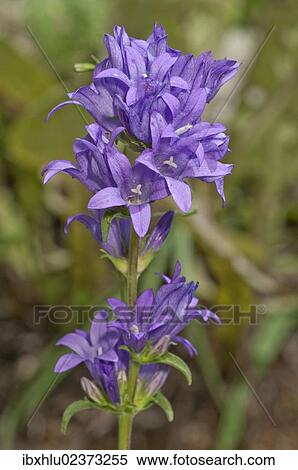 Stock Photography - "Clustered bellflower or Dane's blood (Campanula glomerata), inflorescence, Neresheim, Baden-Wuerttemberg, Germany, Europe". Fotosearch