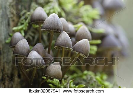 "Clustered bonnet (Mycena inclinata), cluster, Brandenburg, Germany, Europe" View Large Photo Image Stock Image - "Clustered bonnet (Mycena inclinata), cluster, Brandenburg, Germany, Europe". Fotosearch