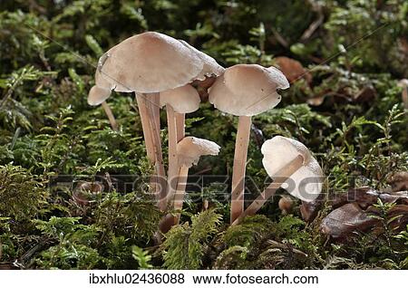 "Clustered Toughshank (Gymnopus confluens), Untergroeningen, Baden-Wuerttemberg, Germany, Europe" View Large Photo Image Stock Photo - "Clustered Toughshank (Gymnopus confluens), Untergroeningen, Baden-Wuerttemberg, Germany, Europe". Fotosearch
