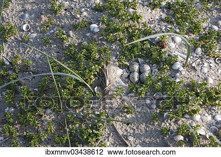 "Clutch of a Common Ringed Plover or Ringed Plover (Charadrius hiaticula) amidst salicornia, East Frisian Islands, East Frisia, Lower Saxony, Germany, Europe" View Large Photo Image Stock Image - "Clutch of a Common Ringed Plover or Ringed Plover (Charadrius hiaticula) amidst salicornia, East Frisian Islands, East Frisia, Lower Saxony, Germany, Europe". Fotosearch