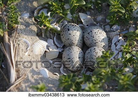 "Clutch of a Common Ringed Plover or Ringed Plover (Charadrius hiaticula) amidst salicornia, East Frisian Islands, East Frisia, Lower Saxony, Germany, Europe" View Large Photo Image Stock Image - "Clutch of a Common Ringed Plover or Ringed Plover (Charadrius hiaticula) amidst salicornia, East Frisian Islands, East Frisia, Lower Saxony, Germany, Europe". Fotosearch