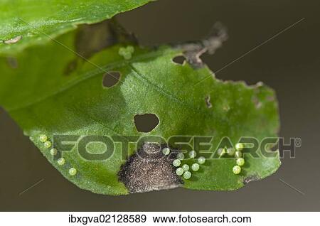 "Clutch of a great eggfly, blue moon butterfly (Hypolimnas bolina), Phuket, Thailand, Southeast Asia, Asia" View Large Photo Image Stock Photo - "Clutch of a great eggfly, blue moon butterfly (Hypolimnas bolina), Phuket, Thailand, Southeast Asia, Asia". Fotosearch