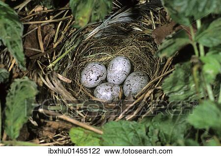 Clutch of the Yellowhammer (Emberiza citrinella) View Large Photo Image Stock Image - Clutch of the Yellowhammer (Emberiza citrinella). Fotosearch