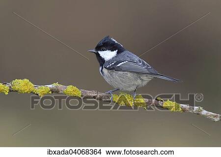 "Coal Tit (Parus ater), perched on a branch covered with lichen, Neunkirchen, Siegerland, North Rhine-Westphalia, Germany, Europe" View Large Photo Image Picture - "Coal Tit (Parus ater), perched on a branch covered with lichen, Neunkirchen, Siegerland, North Rhine-Westphalia, Germany, Europe". Fotosearch