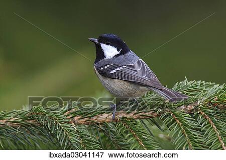 "Coal Tit (Parus ater), perched on a spruce branch, Neunkirchen, Siegerland, North Rhine-Westphalia, Germany, Europe" View Large Photo Image Stock Photo - "Coal Tit (Parus ater), perched on a spruce branch, Neunkirchen, Siegerland, North Rhine-Westphalia, Germany, Europe". Fotosearch