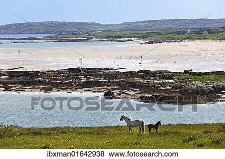 "Coast at Claddaghduff with Omey Island, Connemara, County Galway, Republic of Ireland, Europe" View Large Photo Image Stock Photo - "Coast at Claddaghduff with Omey Island, Connemara, County Galway, Republic of Ireland, Europe". Fotosearch