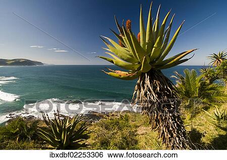 "Coast, flowering Cape Aloe (Aloe ferox), Wild Coast or Transkei, Eastern Cape, South Africa, Africa" View Large Photo Image Stock Photograph - "Coast, flowering Cape Aloe (Aloe ferox), Wild Coast or Transkei, Eastern Cape, South Africa, Africa". Fotosearch