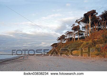 "Coast in the evening light, Baltic Sea, Nienhagen, Mecklenburg-Western Pomerania, Germany, Europe" View Large Photo Image Picture - "Coast in the evening light, Baltic Sea, Nienhagen, Mecklenburg-Western Pomerania, Germany, Europe". Fotosearch
