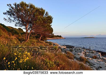 "Coast in the evening light, Cape Kamenjak, Premantura, Istria, Croatia, Europe" View Large Photo Image Stock Image - "Coast in the evening light, Cape Kamenjak, Premantura, Istria, Croatia, Europe". Fotosearch