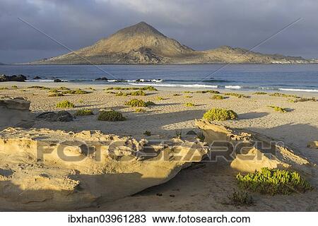 "Coast in the morning light, Pan de Azucar National Park, Atacama Region, Chile, South America" View Large Photo Image Stock Image - "Coast in the morning light, Pan de Azucar National Park, Atacama Region, Chile, South America". Fotosearch
